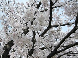 桜の季節